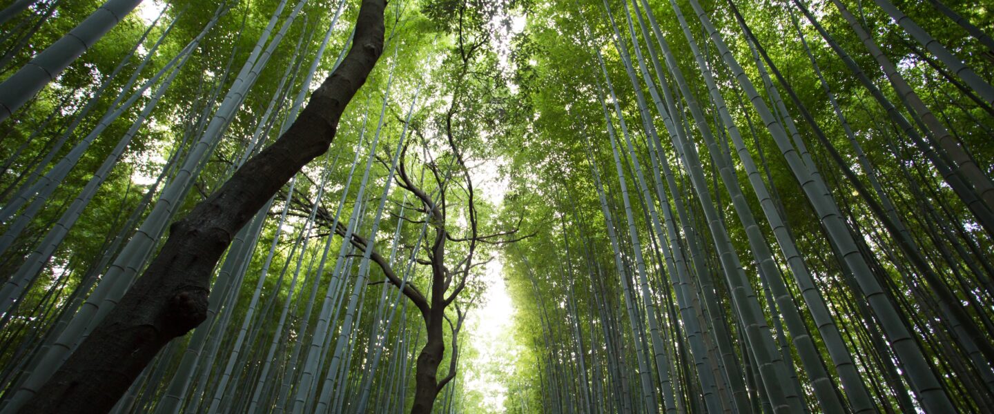 A forest